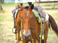 Would love to know more about the horseback riding tours?