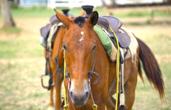 Would love to know more about the horseback riding tours?