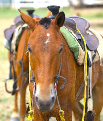 Would love to know more about the horseback riding tours?