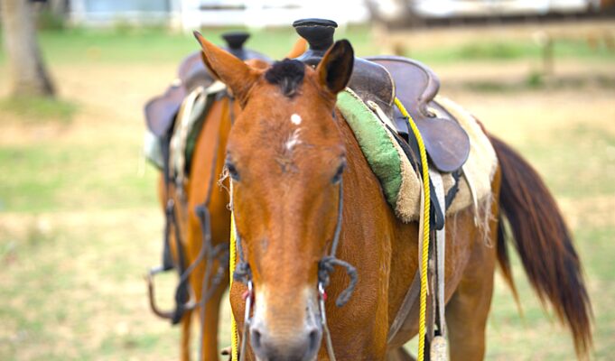 Would love to know more about the horseback riding tours?