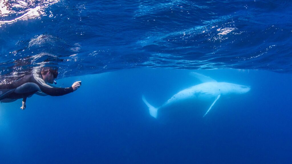 Hero-Humpback-whales-Swimmer-photgraphing-whale-belly