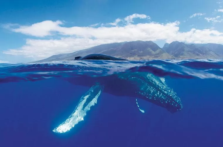 Paquetes de Avistamiento de Ballenas en Samaná Bay: Transporte, Almuerzo y Diversión