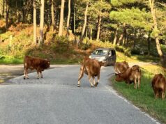 Alertan sobre toros y vacas sueltas en carretera de Cabeza de Toro, cerca de hotel en Punta Cana