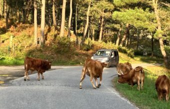 Alertan sobre toros y vacas sueltas en carretera de Cabeza de Toro, cerca de hotel en Punta Cana