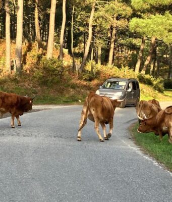 Alertan sobre toros y vacas sueltas en carretera de Cabeza de Toro, cerca de hotel en Punta Cana