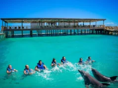 Nada con delfines en Punta Cana