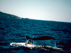 Ballenas 2027: solicitudes para embarcaciones cierran el 13 de noviembre Cola de una ballena jorobada sobre la superficie del mar; fotografía de archivo de Gary Stolz/USFWS.