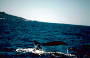 Ballenas 2027: solicitudes para embarcaciones cierran el 13 de noviembre Cola de una ballena jorobada sobre la superficie del mar; fotografía de archivo de Gary Stolz/USFWS.