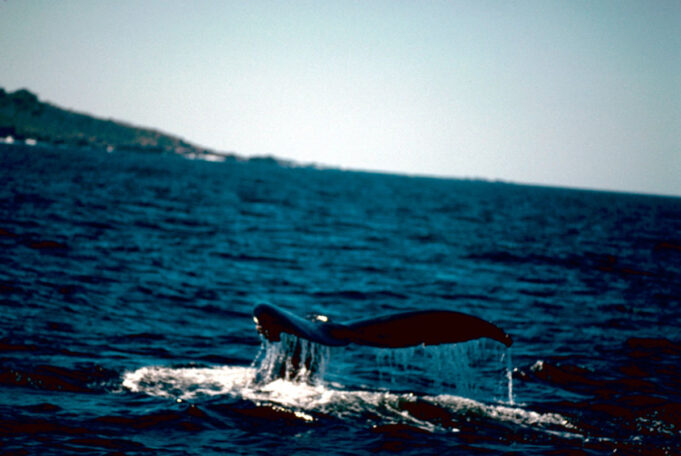 Cola de una ballena jorobada sobre la superficie del mar; fotografía de archivo de Gary Stolz/USFWS.